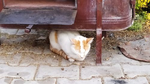 Cat relaxing on field