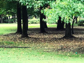 Trees on landscape