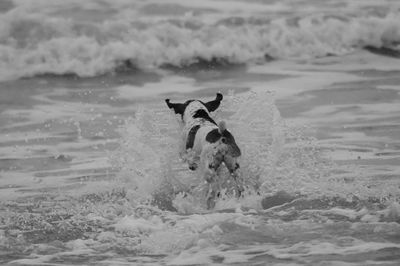 Dog with dogs in water