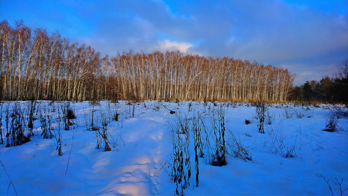 Scenic view of forest against sky during winter