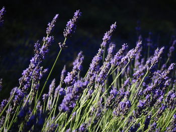 Close-up of purple flowers on field