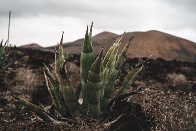 Close-up of fresh plants on field against sky