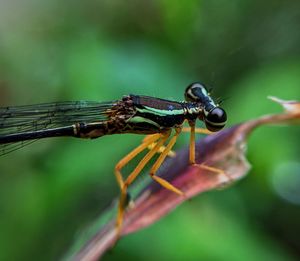 Close-up of grasshopper on leaf