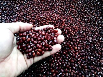 Cropped image of hand holding coffee beans