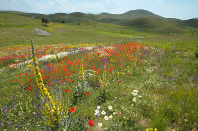 Scenic view of flowering field against sky