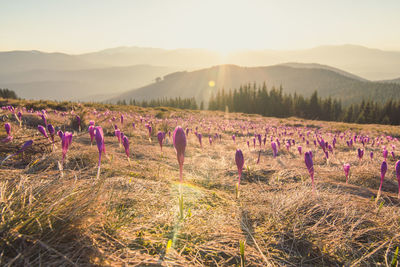 Scenic view of field against sky during sunset