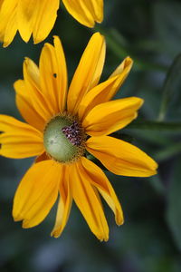 Close-up of yellow flower