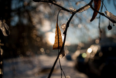 Close-up of hanging outdoors