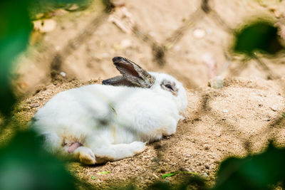 View of rabbit on field