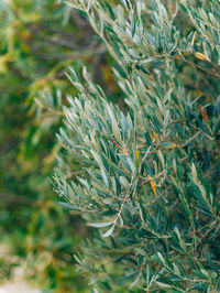 Close-up of plant growing on field