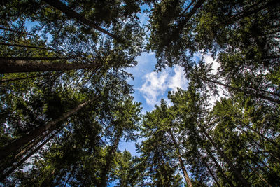 Low angle view of trees against sky