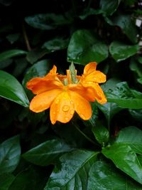 Close-up of wet orange rose flower