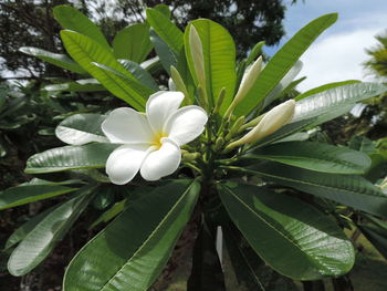 Close-up of white flowers