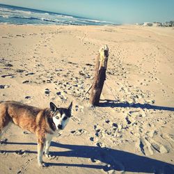 Portrait of giraffe on beach against sky