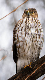 Close-up of bird perching on snow