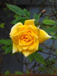 Close-up of yellow rose blooming outdoors