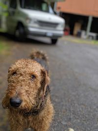 Close-up of a dog looking away on road in city