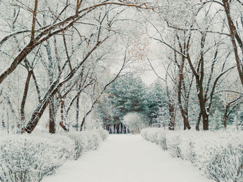 Snow covered land and trees during winter