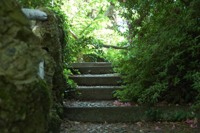 Staircase in garden