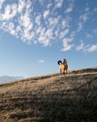 Horse in a field under puffy clouds and blue sky
