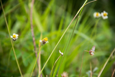 Close-up of insect on flower