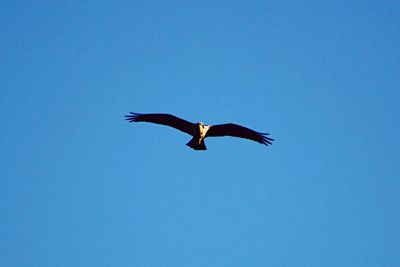 Low angle view of bird flying against blue sky