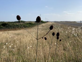 Close-up of plants growing on field against sky