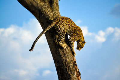 Low angle view of lizard on tree against sky