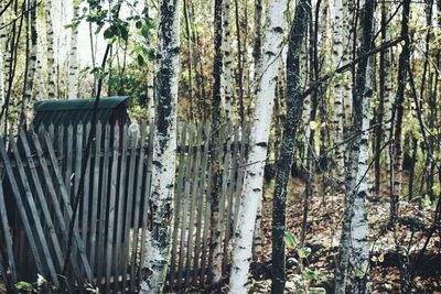 Close-up of tree trunk in forest