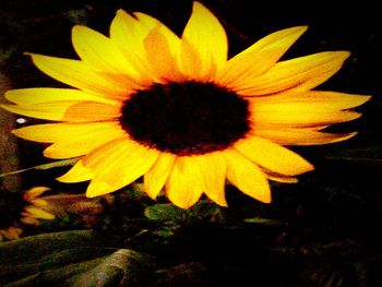 Close-up of yellow flower blooming outdoors