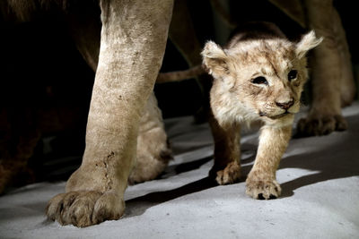 Close-up of taxidermy cub by lion