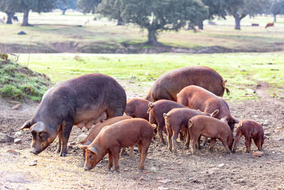 Horses grazing in a field