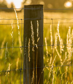 Close-up of barbed wire against blurred background