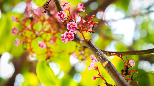 Low angle view of cherry blossom on tree