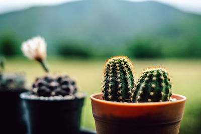 Close-up of potted cactus