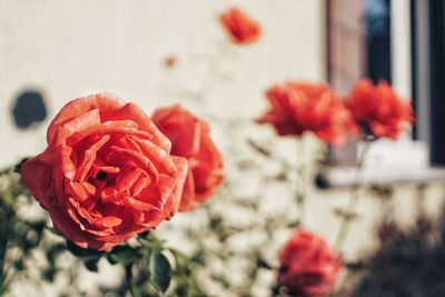 Close-up of red rose in vase