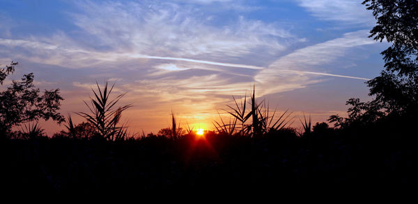 Silhouette plants on field against sky during sunset