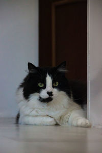 Portrait of cat relaxing on floor at home