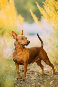 Dogs on field