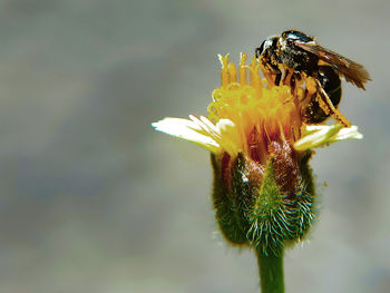 Close-up of bee pollinating on flower