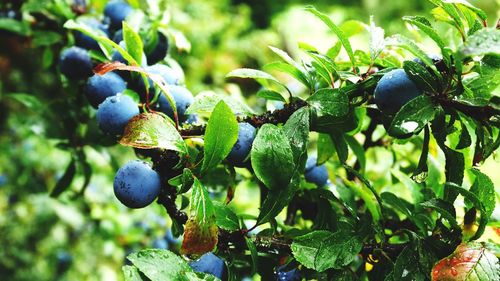 Close-up of fruit growing on tree