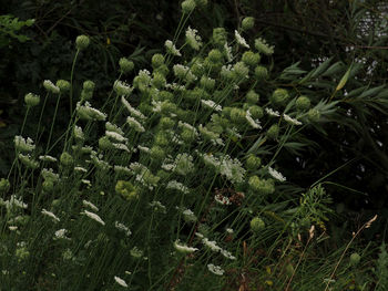 High angle view of plants growing on field