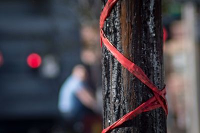 Close-up of wooden post hanging on tree trunk