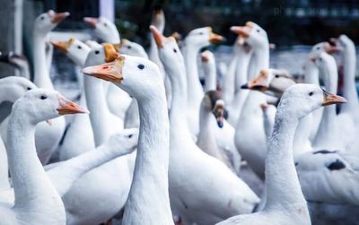 Flock of birds in water