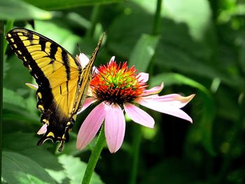 Close-up of butterfly pollinating flower