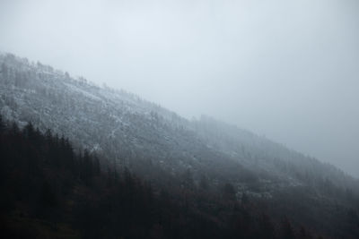 Pine trees in forest against sky during winter