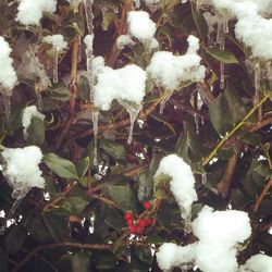 Snow covered trees