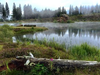 Scenic view of lake by trees against sky