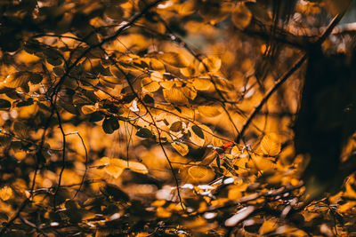 Close-up of autumn leaves on tree