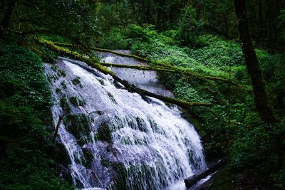 Scenic view of waterfall in forest